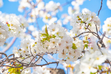 Obraz premium Flourishing cherry blossom in Japan