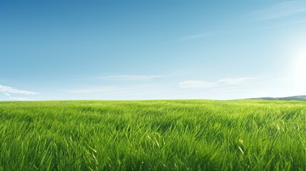 sunlight green grass texture