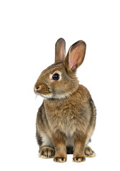Obraz premium Adorable Brown Rabbit, Fluffy Fur, Long Ears, Cute Pet, Sitting Pose, Isolated Background, Wildlife
