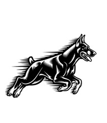 dog running on white background doberman