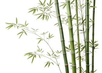 Fototapeta premium This artwork features a bamboo plant characterized by its slender green stems and graceful leaves. The plant's elegance is highlighted against a transparent backdrop, PNG transparent
