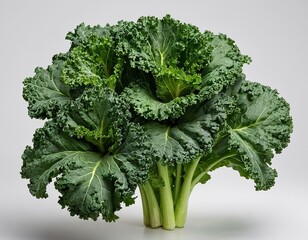 A vibrant green bunch of kale with lush, curly leaves showcasing its freshness and nutritional value.