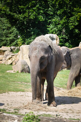Portrait of boy indian elephant in zoo. He is so big, he is walking in his habitat.