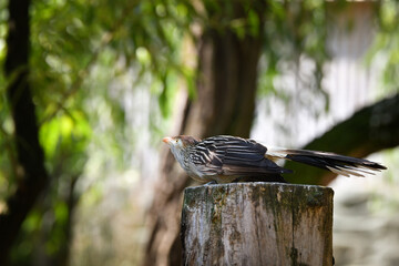 Birds are standing on the branch in zoo. Summer day in zoo.	

