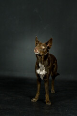 Obraz premium photo of dog in photo studio on black color. Black background in photo studio with dog. 