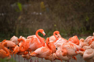 Obraz premium Zoo´s portrait of flamingos, they are pink and orange. And they are looking so good.