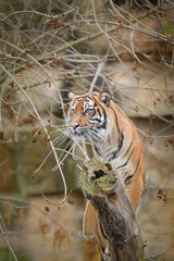 Asian tiger is standing on the log in zoo habitat. He is waiting for animal caretaker.