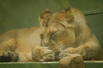 The female Indian lion is eating her meat in the zoo enclosure. A happy animal in captivity is...