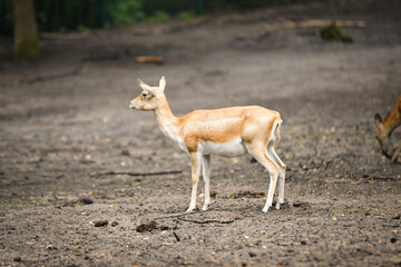 The fallow deer walking around its enclosure on safari. Free-roaming animals in the safari park.	