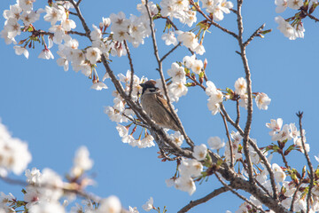 Sparrows drinking cherry blossom nectar