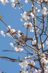 Sparrows drinking cherry blossom nectar