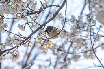Sparrows drinking cherry blossom nectar