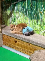 cat sleeping on the tree. A Sphynx cat and a Maine Coon cat are lying next to each other.