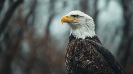 The bald eagle is a bird of prey found in North America. A sea eagle, it has two known subspecies and forms a species pair with the white-tailed eagle. Its range includes most of Canada and Alaska