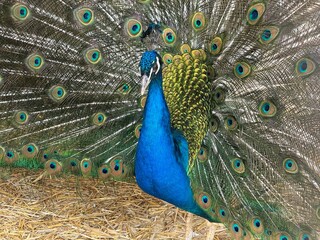 peacock with feathers