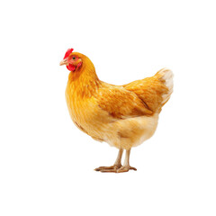 Fototapeta premium A golden hen standing isolated on a white background. Concept of poultry farming and agriculture.