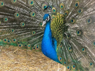 Obraz premium peacock poses with beautiful tail with feathers spread