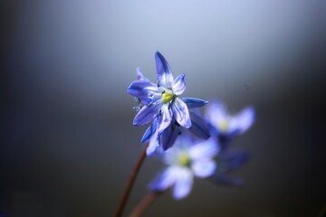 Close-up of wood squill (Scilla siberica) flowers in bloom, showcasing their delicate blue petals and prominent stamens, capturing an early sign of spring