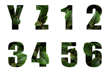 Letters Y Z and 1 2 3 4 5 6 with leaves in text alphabet