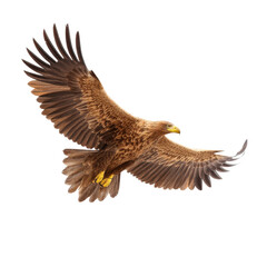 Obraz premium Majestic eagle soars through the sky, wings spread wide. Symbol of freedom and power.