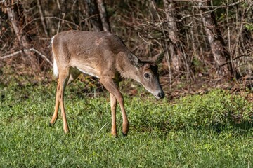Young Deer Grazing in Forest Clearing