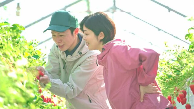 ビニールハウスで収穫作業をするいちご農家の夫婦