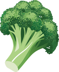broccoli vector illustration of vegetables
