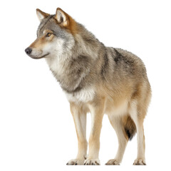 Full body shot of a wolf standing isolated on white. Wildlife concept.
