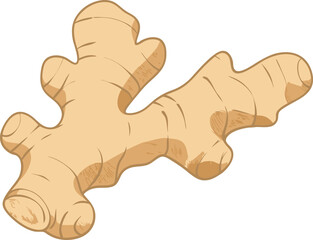 Ginger Root. isolated ginger on white background