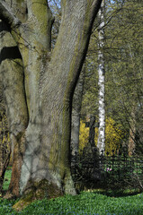 Historischer Parkfriedhof in Hannover