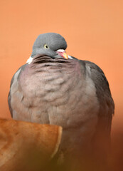 primeros planos de una paloma torcaz