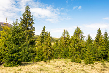 countryside mountain landscape in spring. scenic ecosystem of europe. fir forest on the grassy hill...