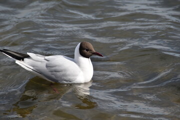 A black-headed gull is swimming in water in bright and sunny spring day.