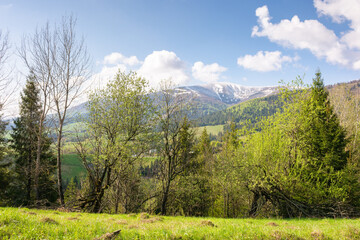 fir forest behind the green field. trees on the hill. sunny day. carpathian mountain landscape in spring. beautiful view of ukrainian alps beneath a sky with clouds. countryside valley