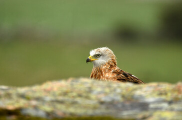 milano real junto a campos de cultivo en primavera