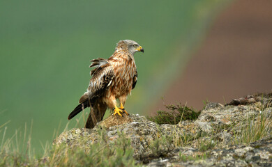 milano real junto a campos de cultivo en primavera