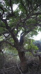 Beautiful tree branch in forest. Beautiful tree with clear sky near sea side
