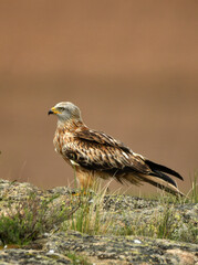 milano real junto a campos de cultivo en primavera