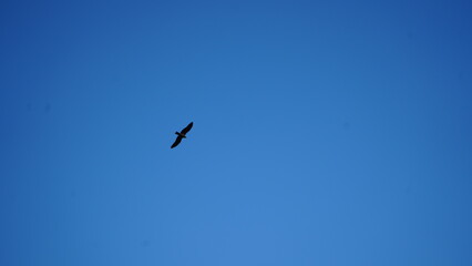 Fototapeta premium A bird in blue sky.