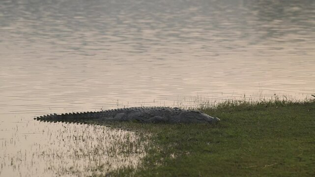full shot of Marsh crocodile or mugger or broad snouted crocodile Crocodylus palustris out of lake water in natural environment in summer season at ranthambore national park forest rajasthan india