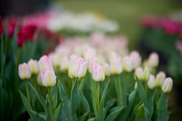 landscape with beautiful tulips with selective focus