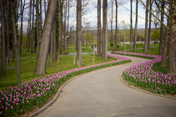 landscape with beautiful tulips in the park on a spring day