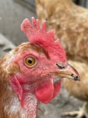 Close-up of a hen's head with sharp focus on its eye, comb, and beak. Background blurred with other chickens. Ideal for agriculture, poultry, or animal close-up themes.