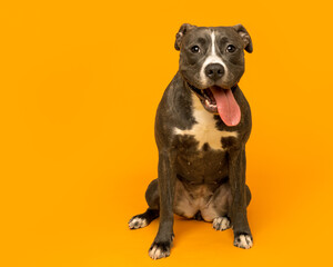 Playful Gray and White Dog Sitting on Bright Orange Studio Backdrop