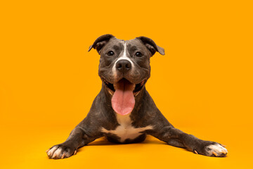 Playful Gray and White Dog Smiling on Bright Yellow Backdrop