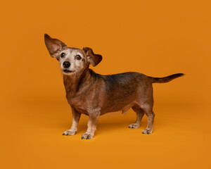 Senior Dachshund Standing Proud on Orange Background