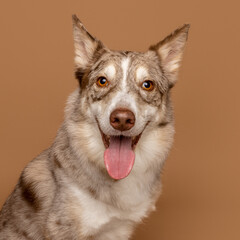 Close-Up of a Smiling Merle Dog in Studio