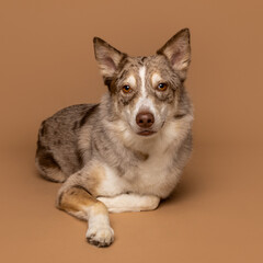 Alert Merle Dog Posing Gracefully on Studio Floor