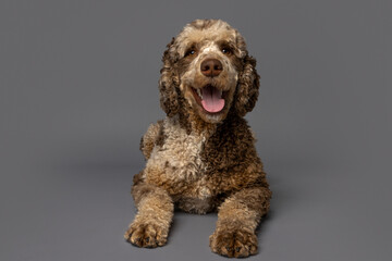 Smiling Labradoodle Lying Down on Gray Studio Background