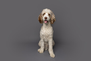 Smiling Labradoodle Portrait on Gray Background